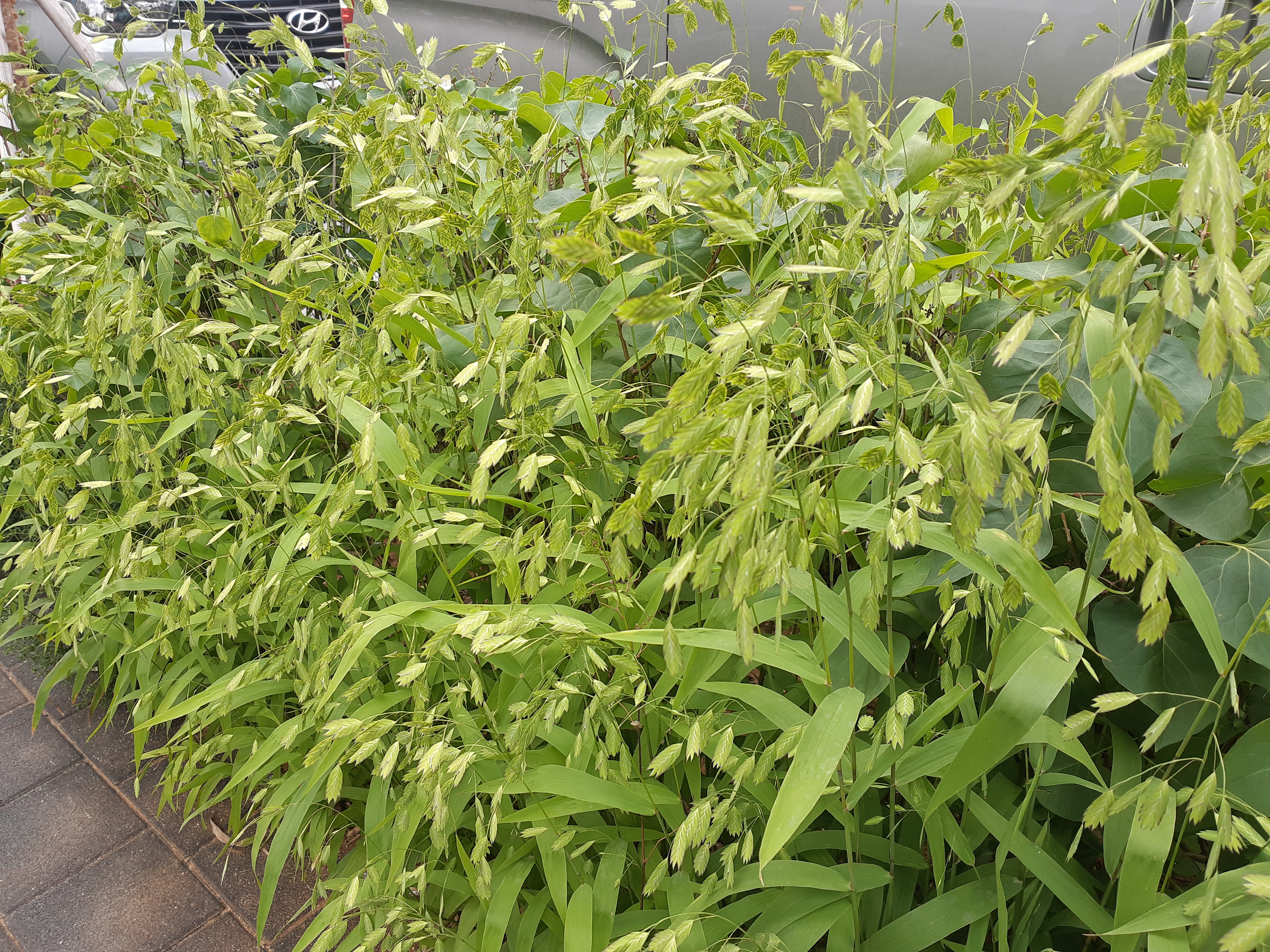 Chasmanthium latifolium